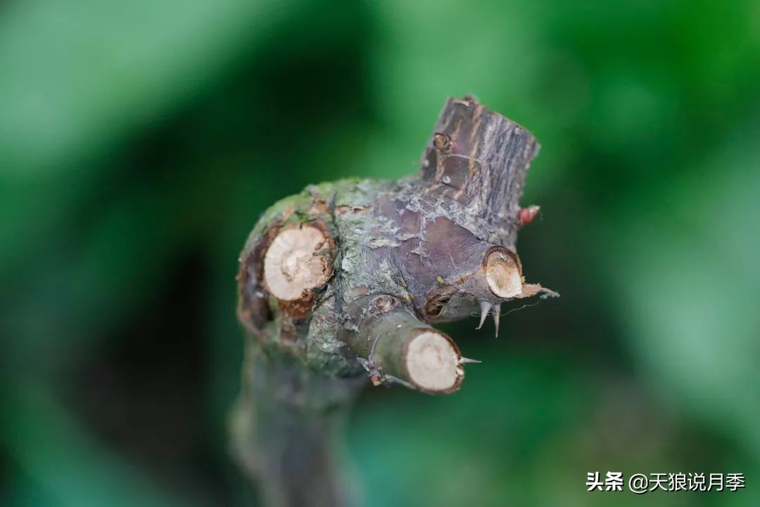 月季偏冠怎么修剪,树月季侧芽怎么补救