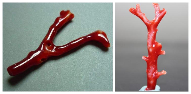 海底红珊瑚图片大全,千年珊瑚