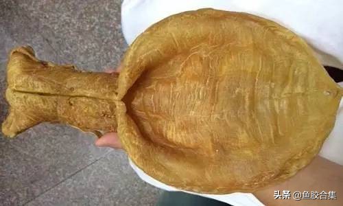 小须金钱鳘鱼胶为什么有功效,金钱鳘鱼胶最小的几克