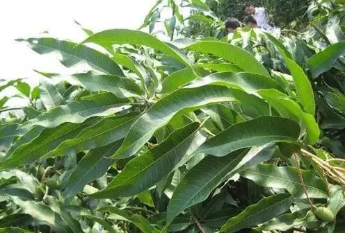 芒果催花三次不出花芽叶芽怎么办,芒果催花要催三次吗