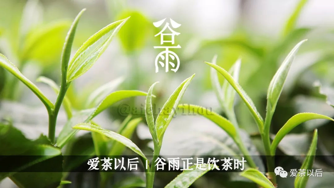 谷雨适合踏青还是喝茶,谷雨节气喝茶习俗美篇