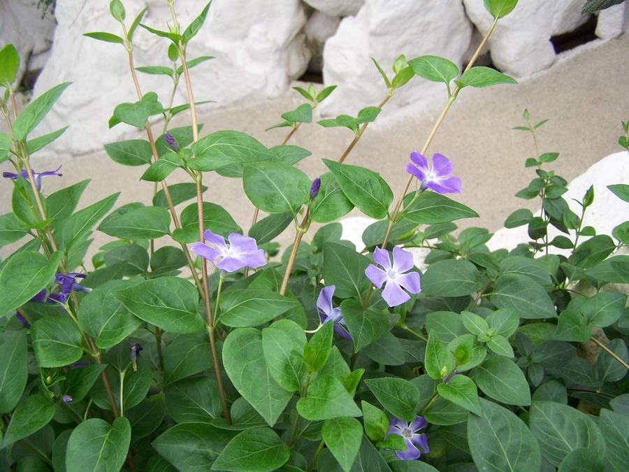 人养花一时养人一生,人养花同时花也养人