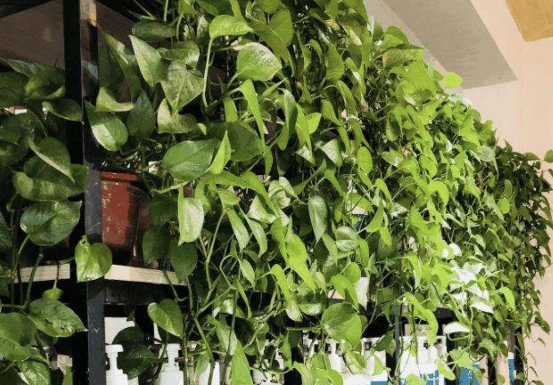 鸡蛋绿萝,鸡蛋可以浇绿萝