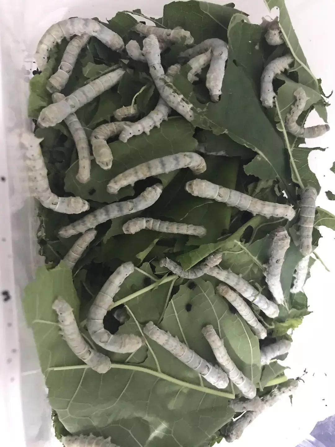 蚕宝宝你在养吗,蚕宝宝养的过密会死吗