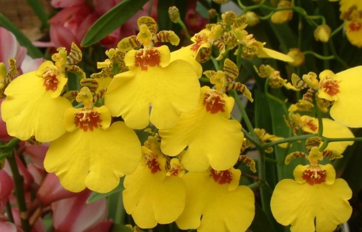 值得收藏的兰花品种有哪些图片,最好的兰花品种图片大全欣赏