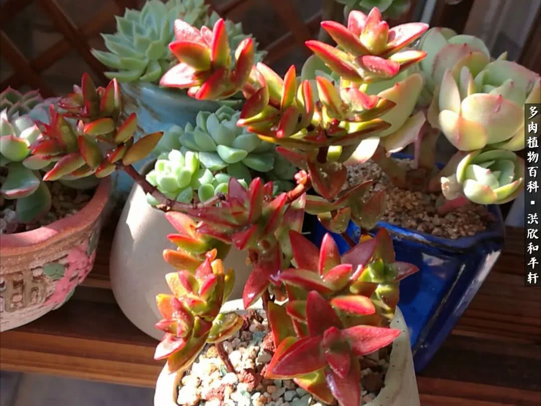 多肉的四季轮回,四季轮回多肉