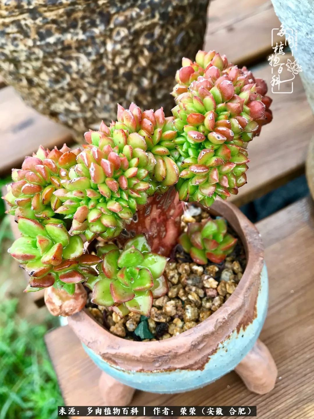 入秋后多肉是露养好还是室内养好,入夏后露养的多肉要搬进室内吗