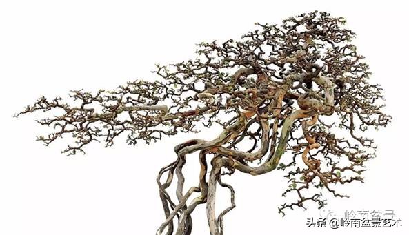 以根代杆下细上粗式盆景图片,十种适合吊着养的盆景