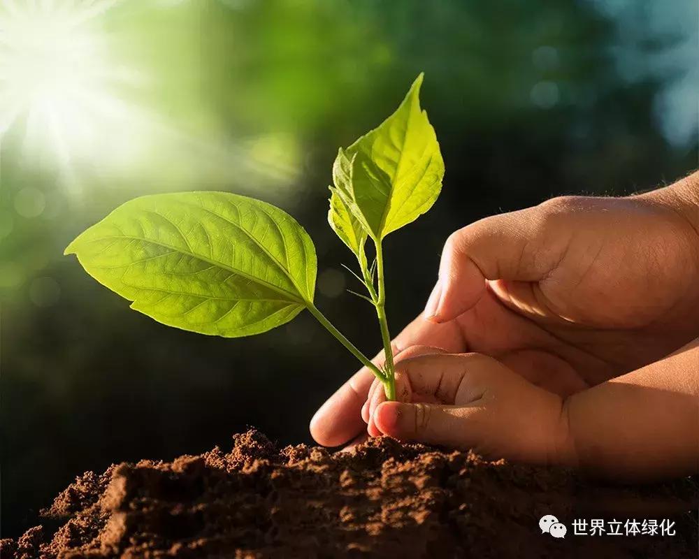 为什么园艺疗法能快速发展,园艺疗法的应用领域