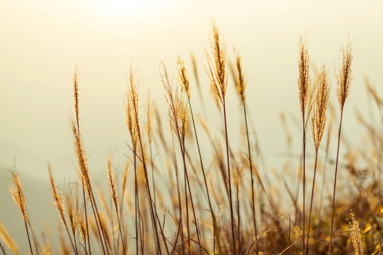 27首经典古诗,27首经典古诗词一开头就让人惊艳