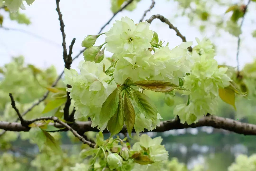 最美的花送给大家共赏,最美的花送给大家观赏