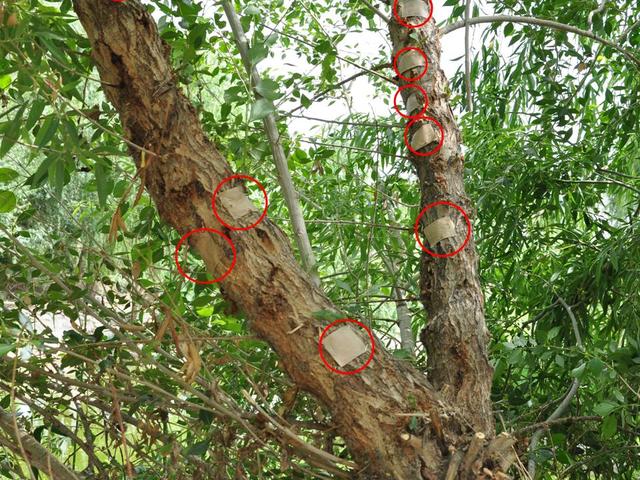 杨树如何防止虫害,杨树螨类虫害怎么治疗