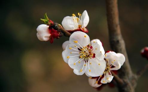 没有蔷薇科，哪里会有春天？