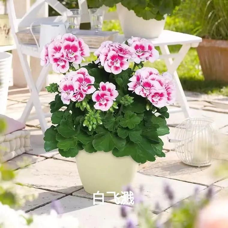 阳台天竺葵容易爆花品种,天竺葵最能开花的品种