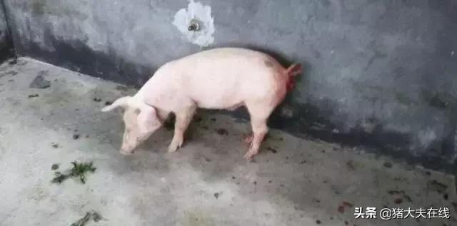 各阶段猪脱肛的简易处理，屡试不爽！