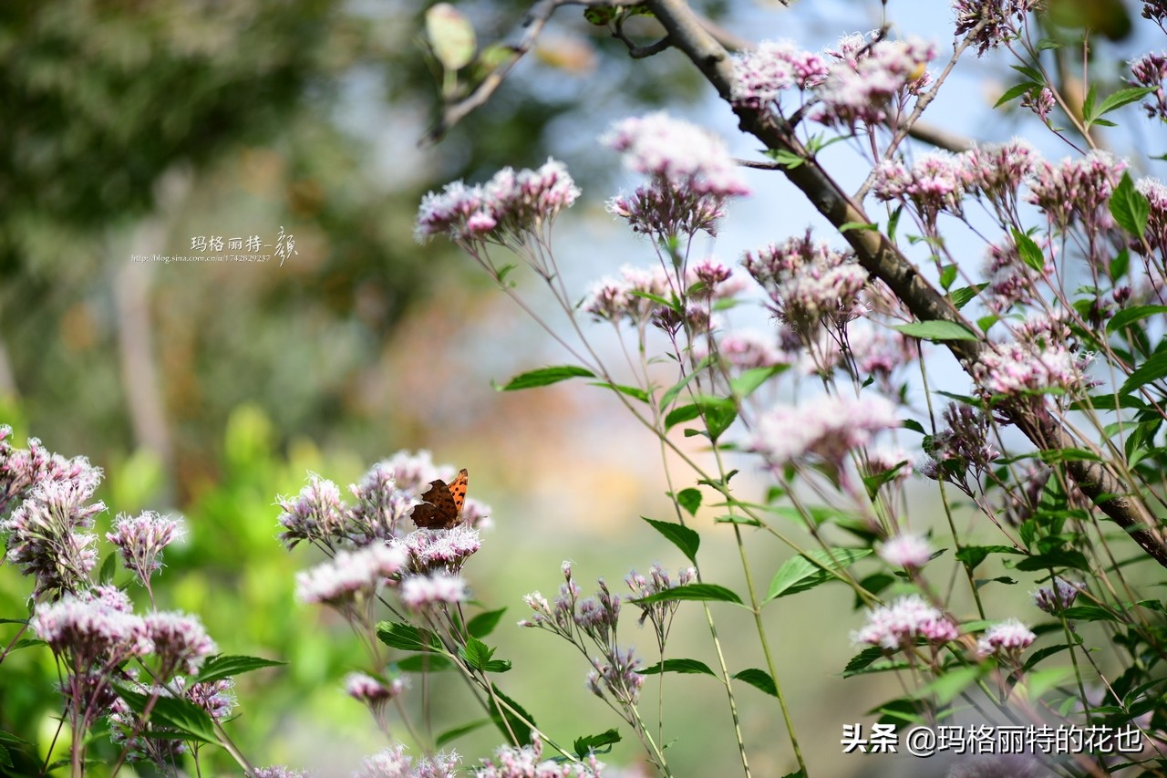 花园里四季常青的树,花园里四季都绿的植物