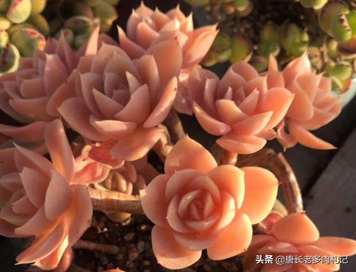 网购的群生玉露干瘪怎么办,网购多头群生多肉怎么上盆