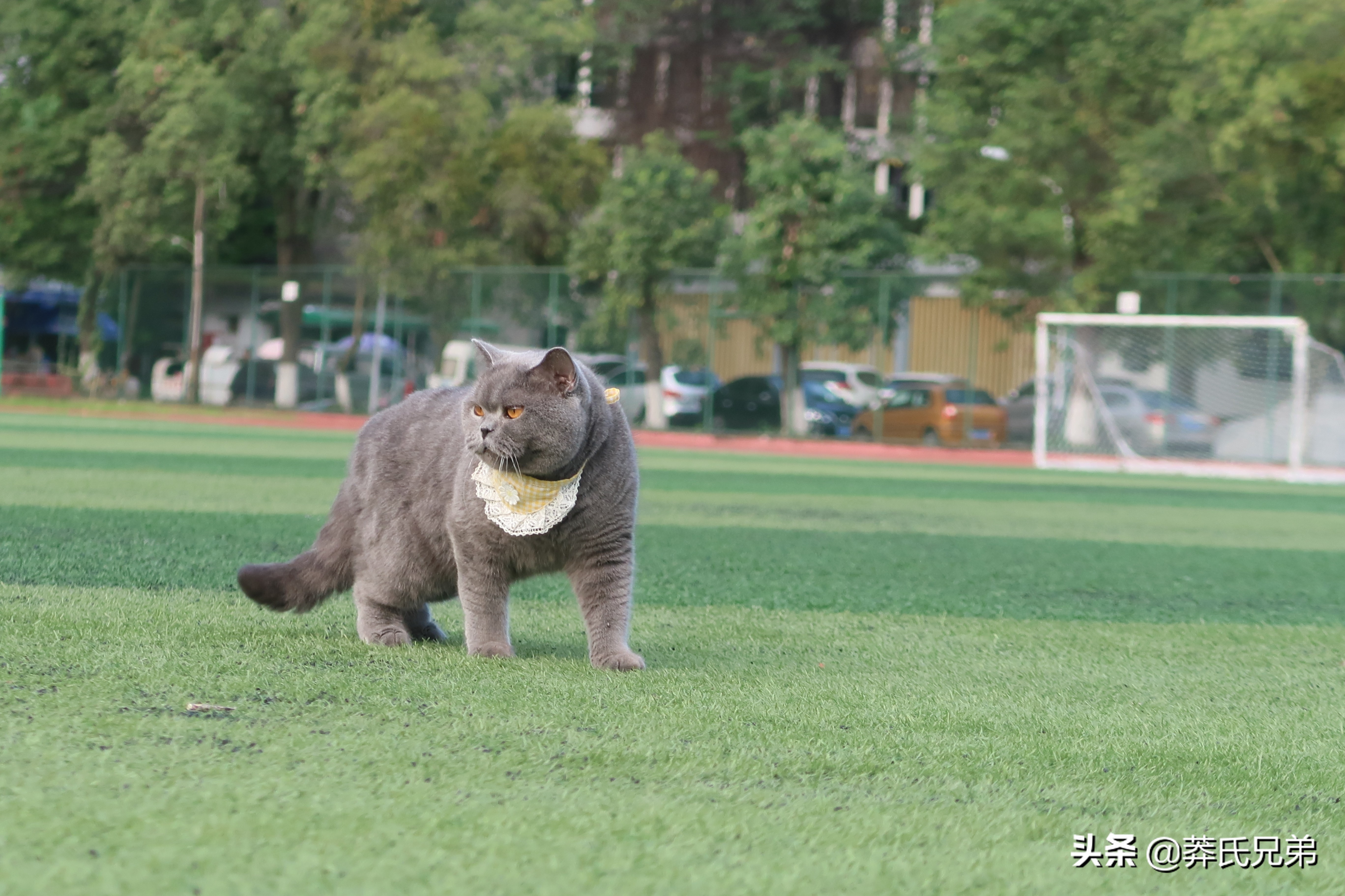 带猫去打篮球,带小猫咪去球场