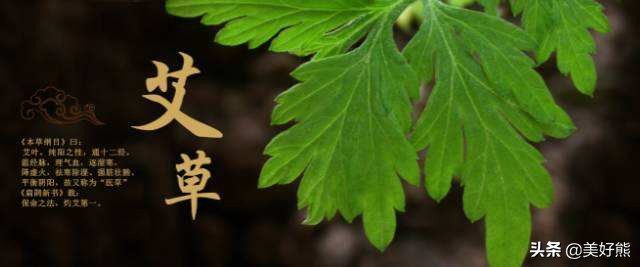 艾叶存放还是做成艾条存放,艾叶好吗