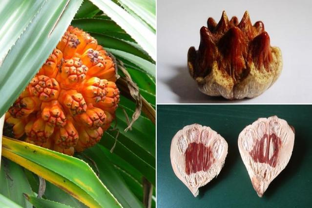 菩提子为什么是有香味儿的,你知道菩提子是什么吗