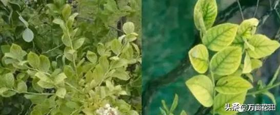 蓝莓缺铁怎么补最快,蓝莓叶子缺铁的表现
