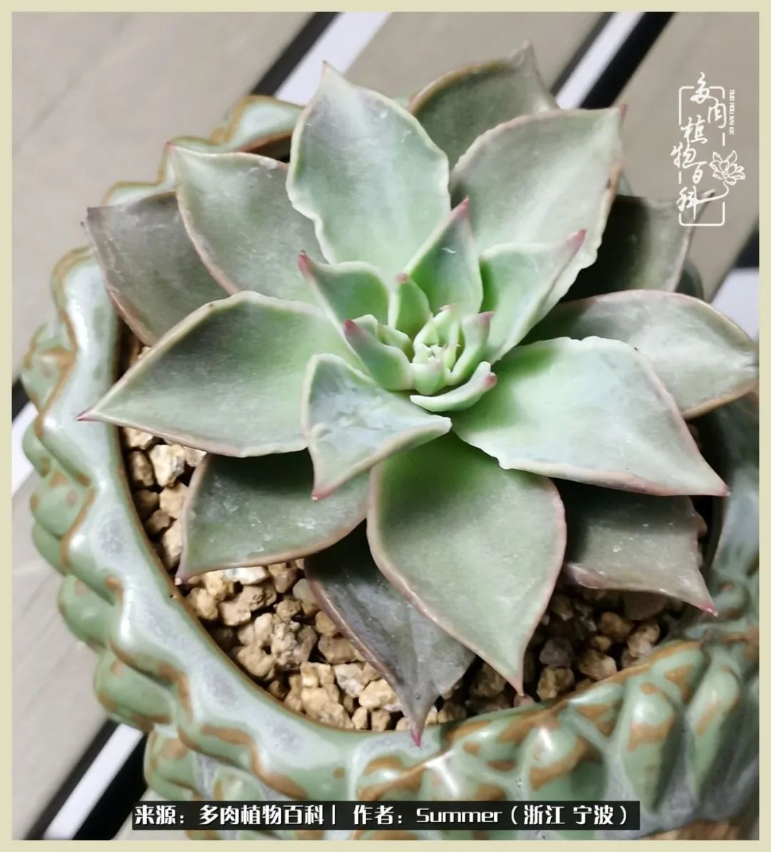 多肉小白新手入门,多肉新手上路请多指教