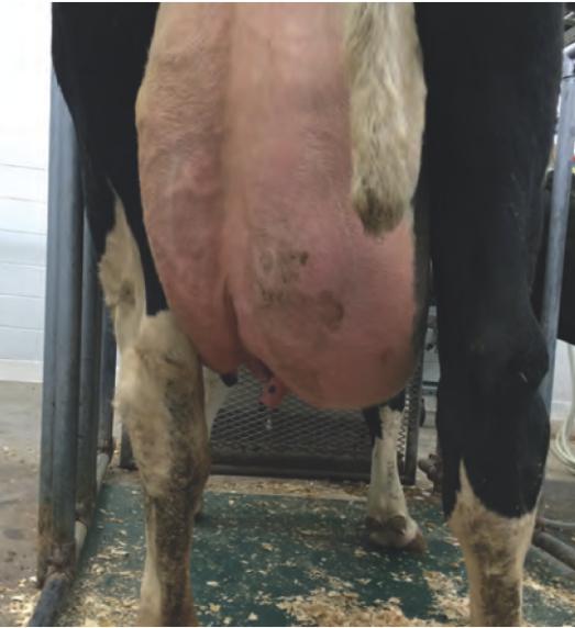 哪种抗生素能治疗乳房炎,乳房炎用什么中药最好