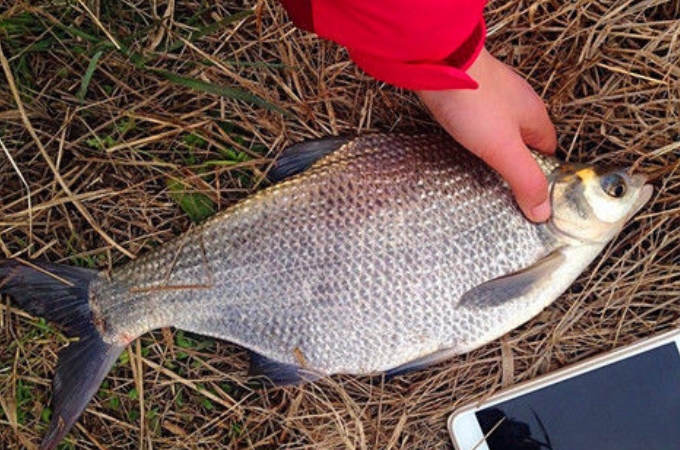 钓鱼人钓鳊鱼,鳊鱼怎么钓最好