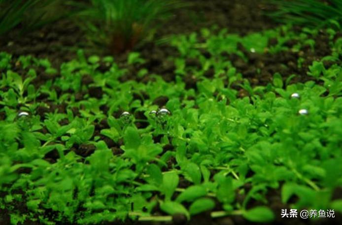 鱼缸为什么不推荐水草种子,水草种子种出来的水草真的不行吗