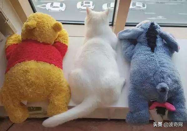 猫咪怀孕睡觉会抽搐吗,猫咪睡觉时叫唤是做梦吗