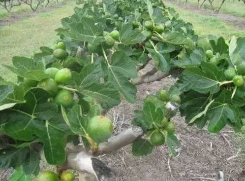 无花果冷棚最便宜的建造方法,冷棚无花果种植技术和管理