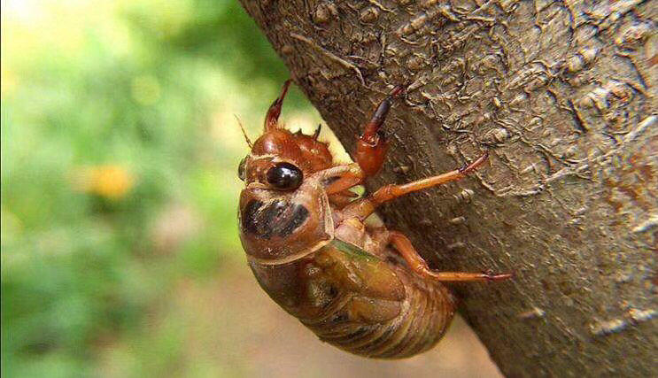 今年知了猴还能吃吗,野生动物保护法知了猴还能吃吗