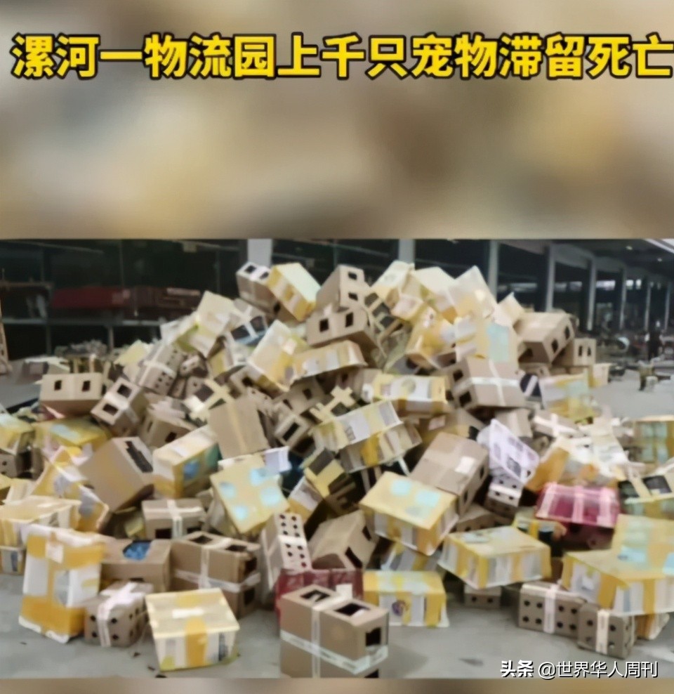 宠物生命当“惊喜”：鲜血淋漓的活体盲盒，成了当代年轻人的新宠