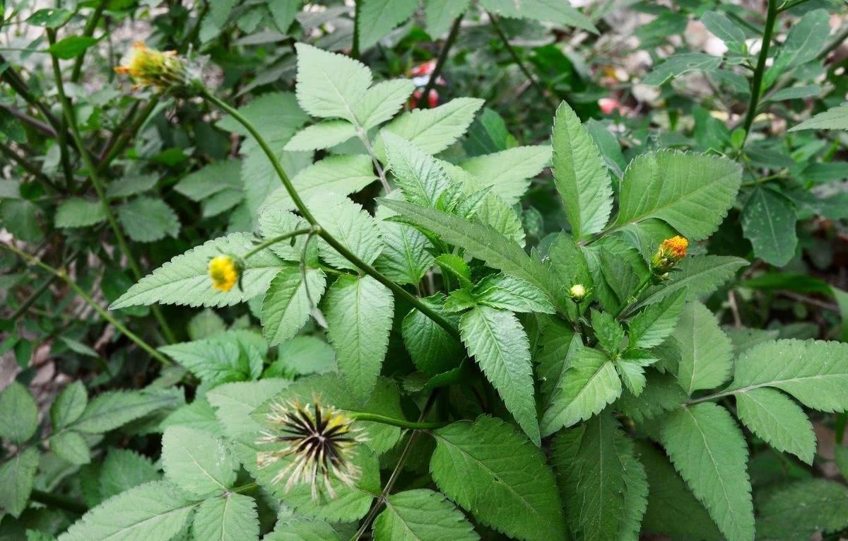 105种野草图片大全,105种野草的图片功效与作用