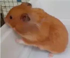 仓鼠的种类习性详细介绍,仓鼠有哪些亚种种类