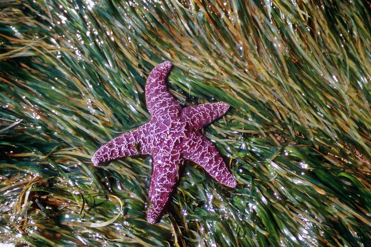 派大星怎么打章鱼,派大星的进击视频