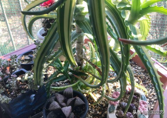 不起眼的芦荟，价值非常高，夏天止痒必备，有“它”不用怕蚊子