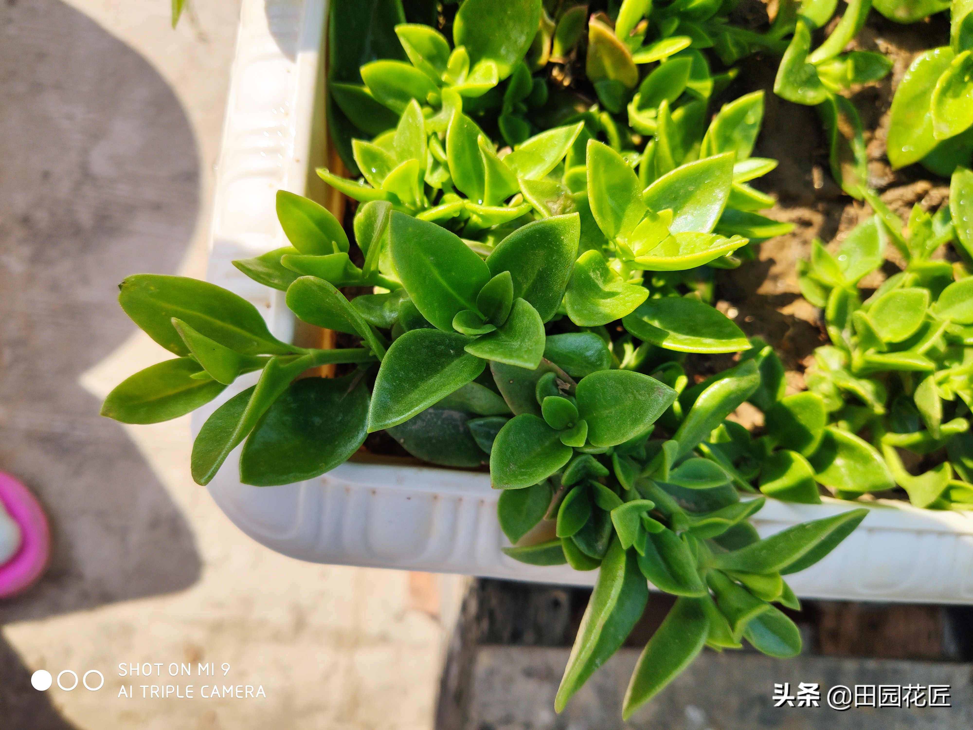 牡丹吊兰叶片黄？听听养殖老手的养殖经验分享，轻松找到黄化原因