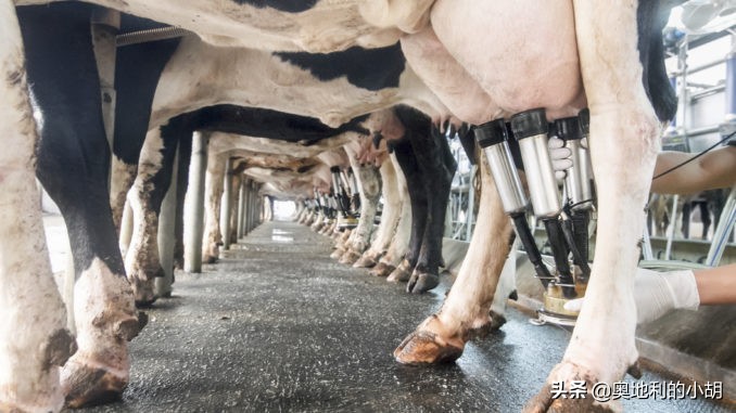 牛奶到底哪个味才是正宗的,牛奶哪种健康安全