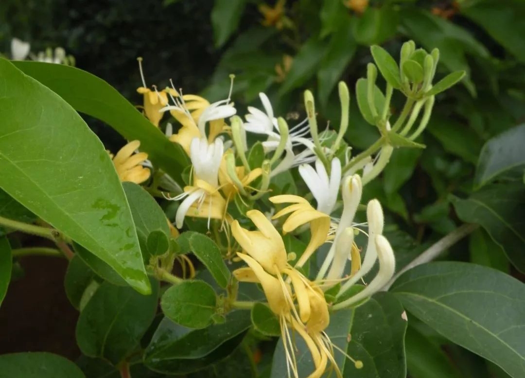 10种最毒花卉,20种大毒花