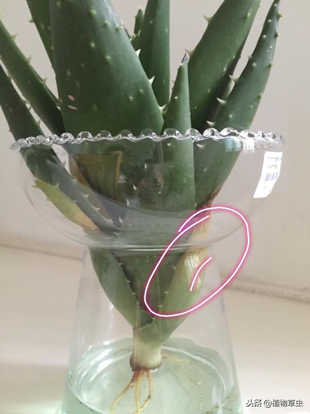 水培芦荟发黄是怎么回事,水培芦荟根部烂怎么救活