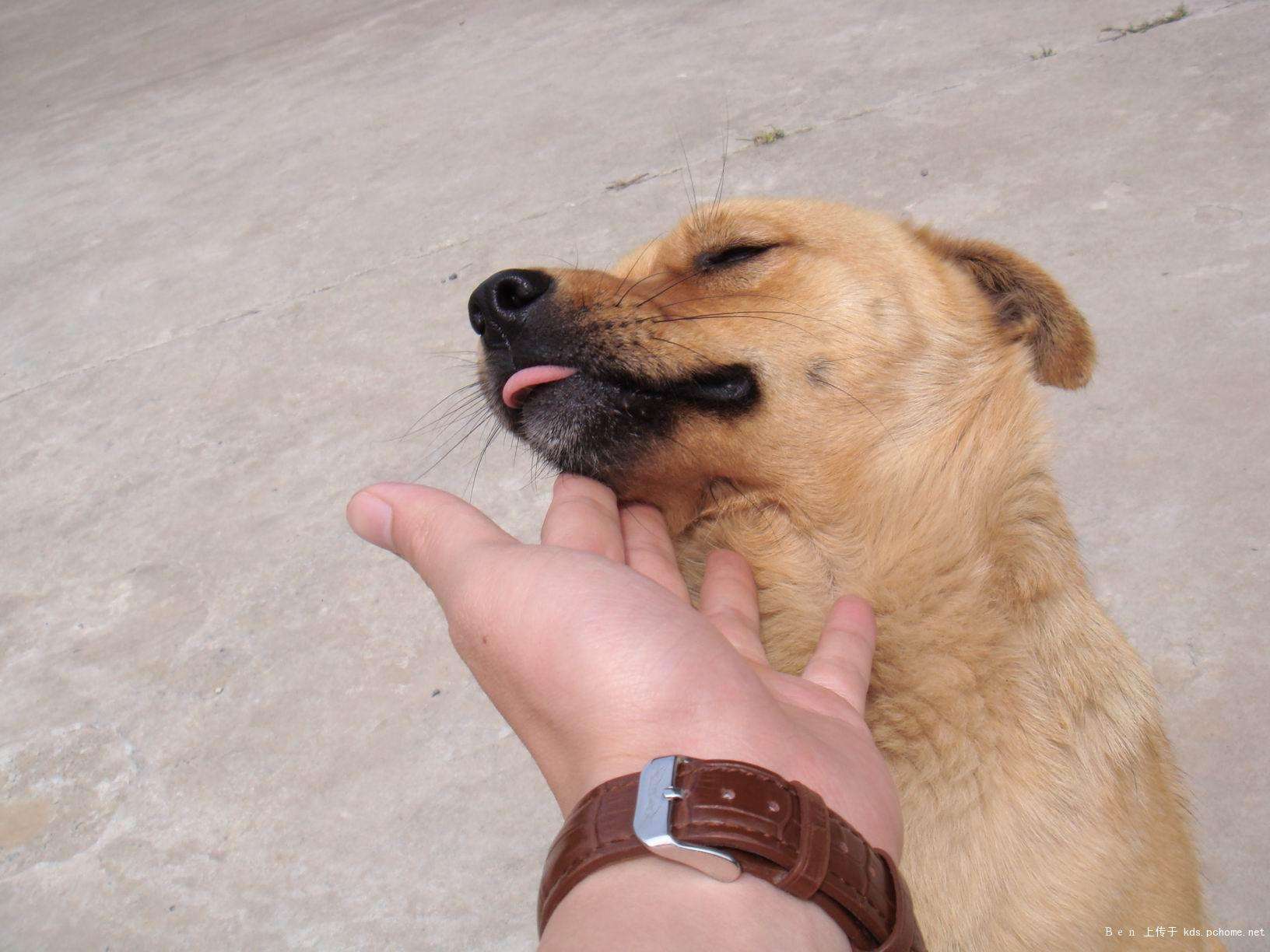 每天抚摸你的狗,每天抚摸狗狗