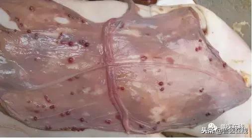 母猪胎衣怎么看病情,如何通过猪胎衣判断疾病