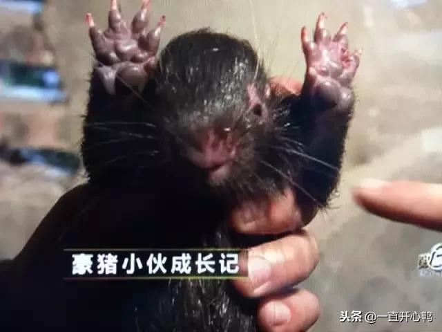 致富经节目现在怎么样了,致富经里的节目真实吗