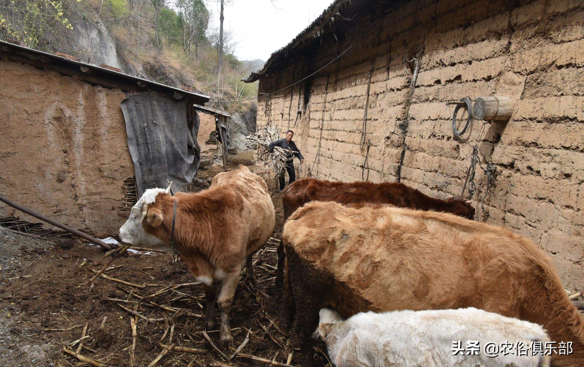 养牛和养羊哪个好养哪个挣钱,养羊和养牛哪个更赚钱前途好