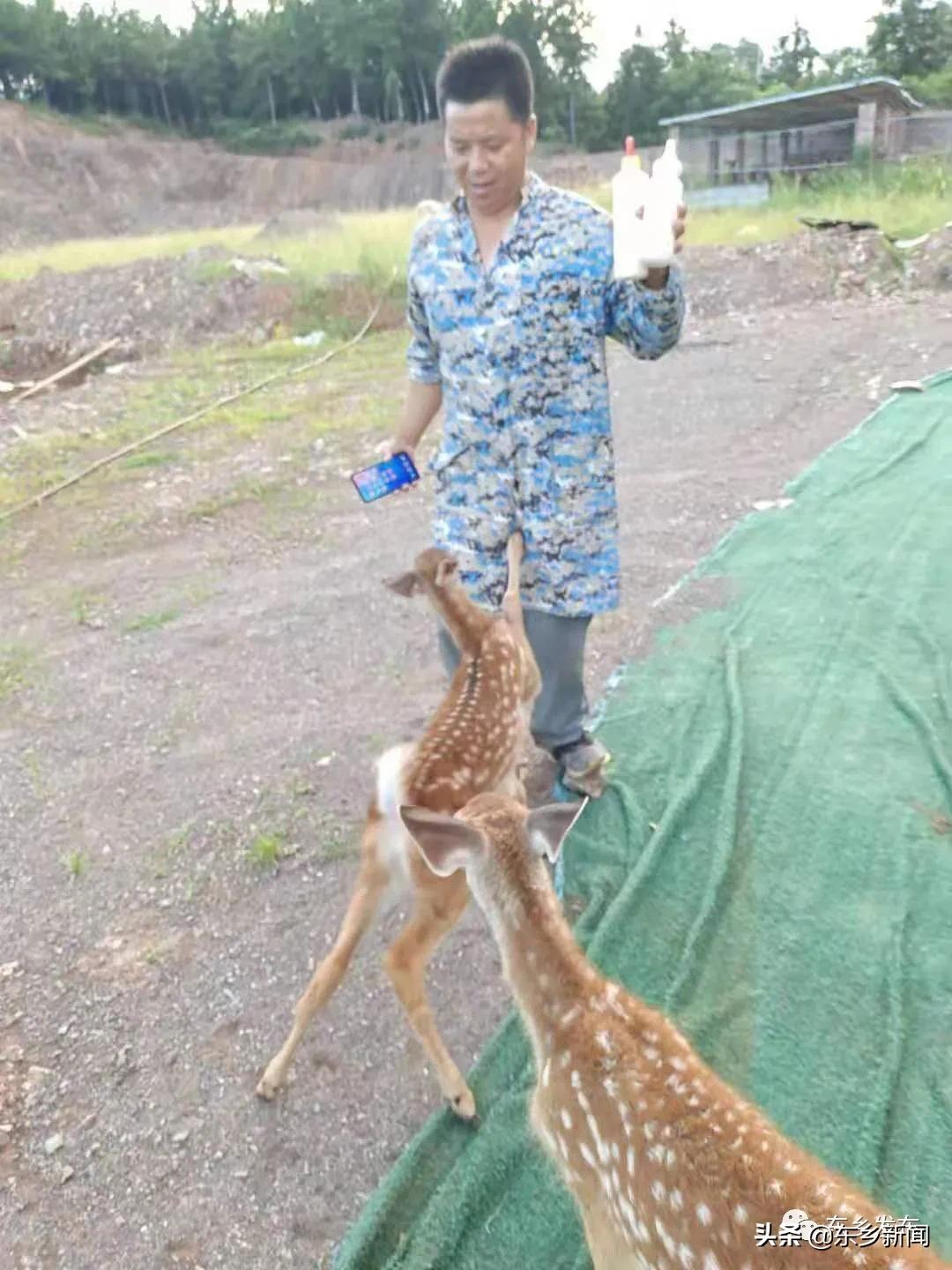 江西抚州有养殖梅花鹿的吗,东乡养鹿