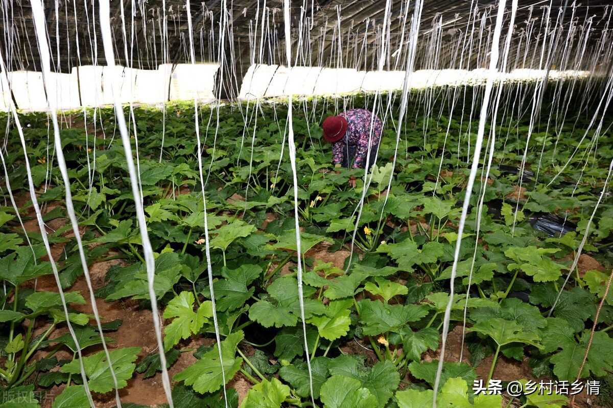 种植经验分享盆栽,种植经验分享活动方案