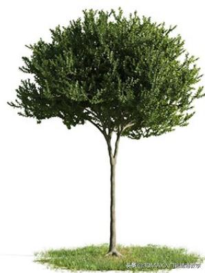 3dmax树木模型在哪里,3dmax植物树