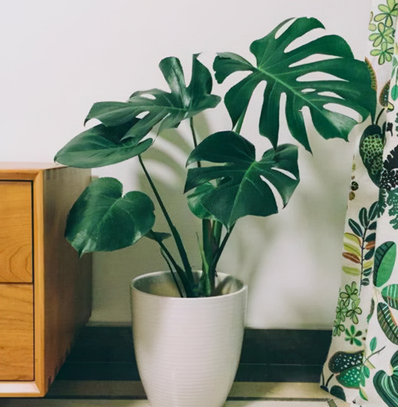 竹林氧吧负离子氧气含量高,室内适合养的18种植物图片