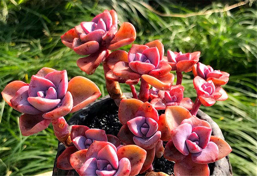 彩虹糖多肉高桩,彩虹糖和可爱玫瑰多肉哪个好看